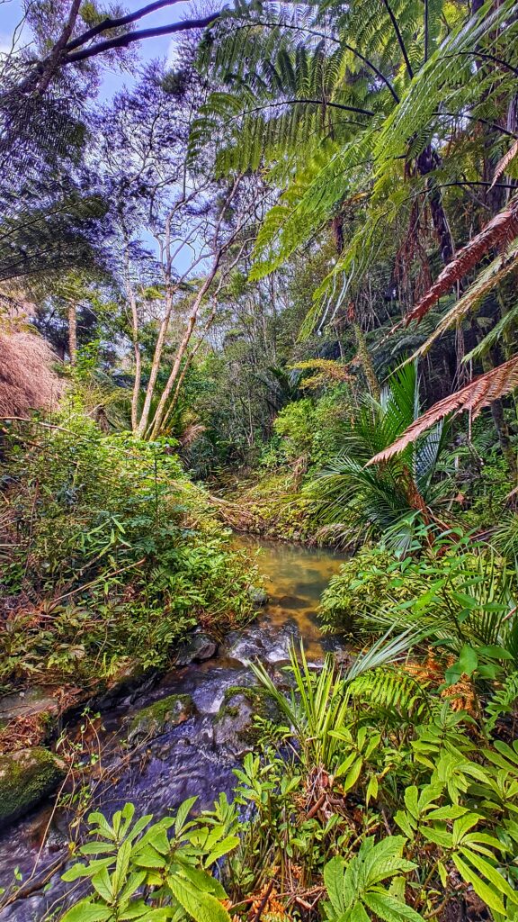 Mangawhai Regenwald