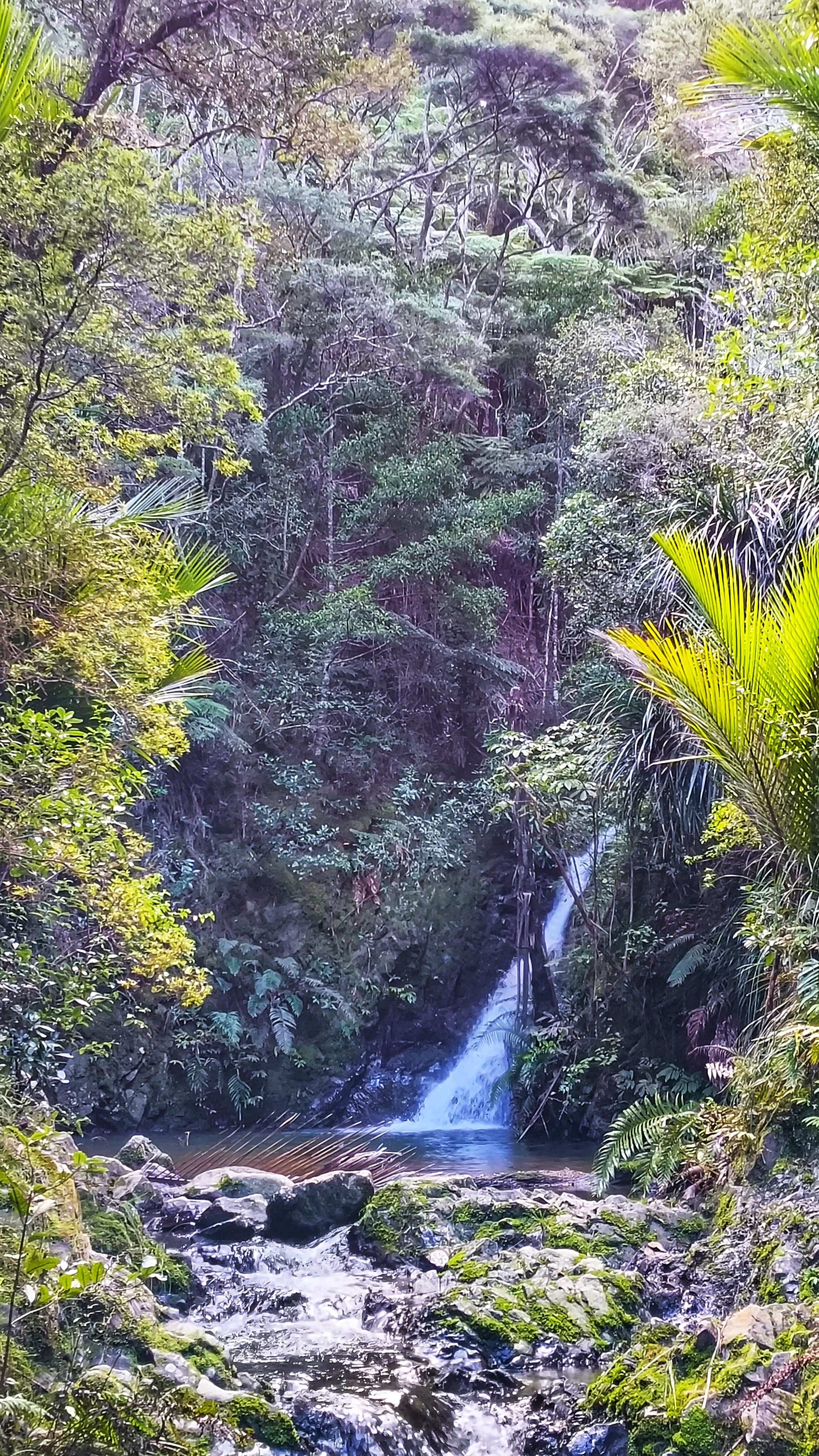 Tanekaha Wasserfall