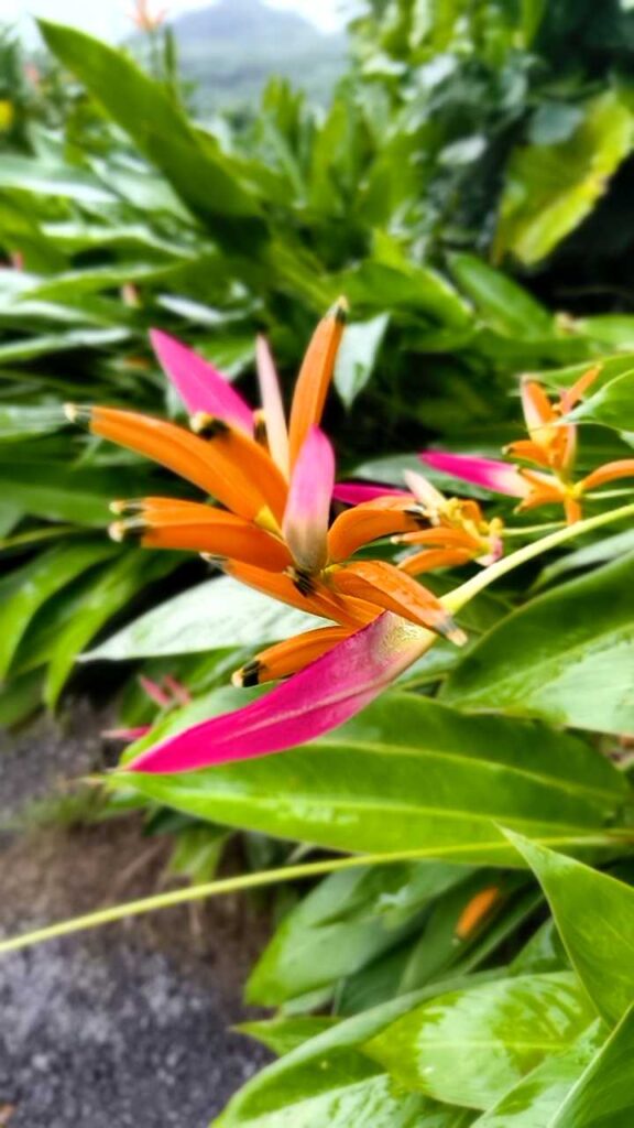 Botanischer Garten