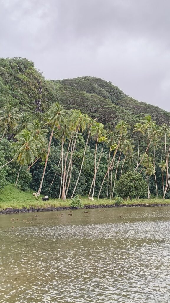 Raiatea Palmen