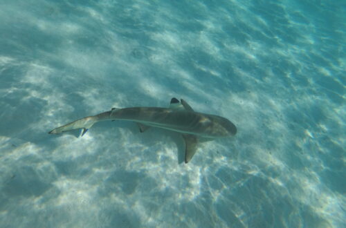 Black Reef Tip Shark