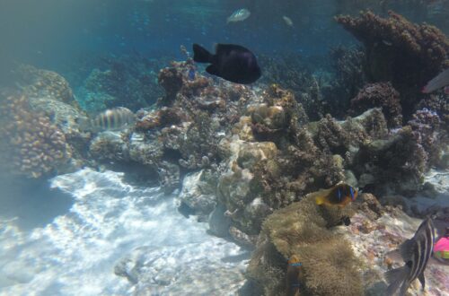 clownfish tahaa