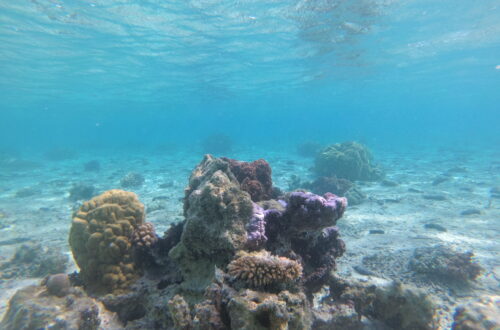 Schnorcheln Ta'haa