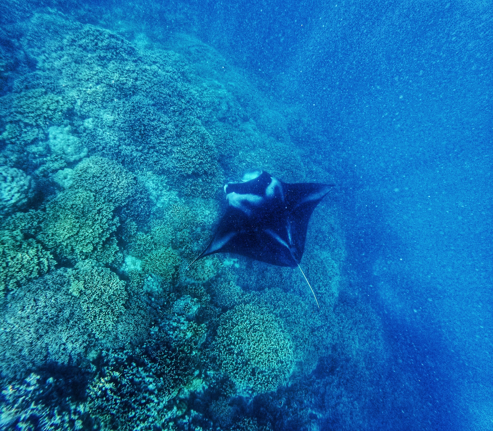 Mantarochen