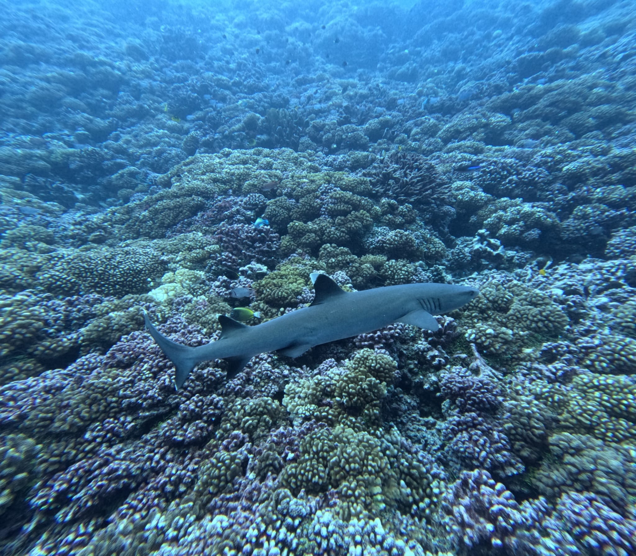 Rangiroa Tiputa Pass