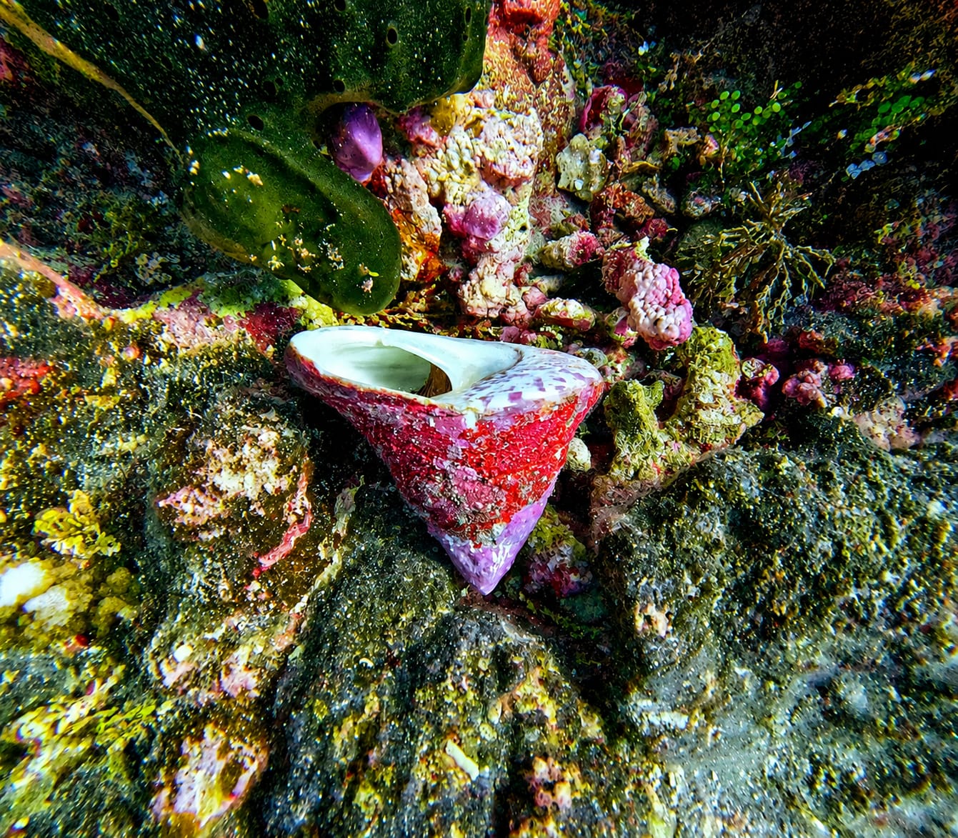 Rangiroa Muschel