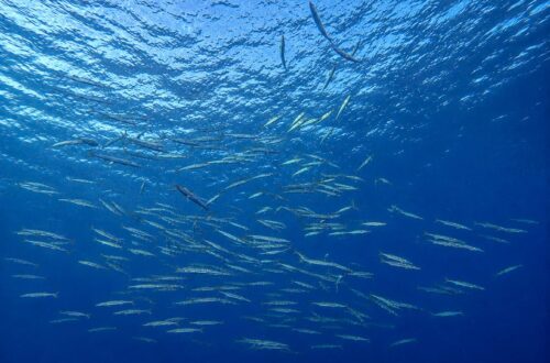 Fischschwarm