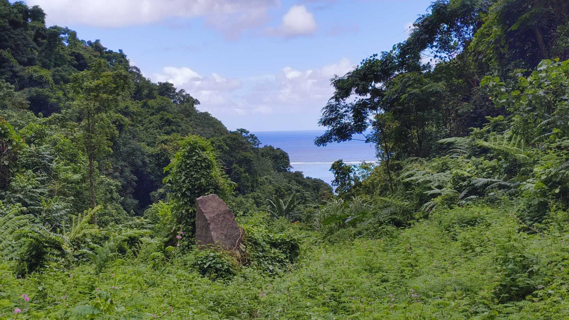 Tahiti Regenwald