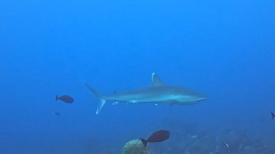 Wall of Sharks Fakarava