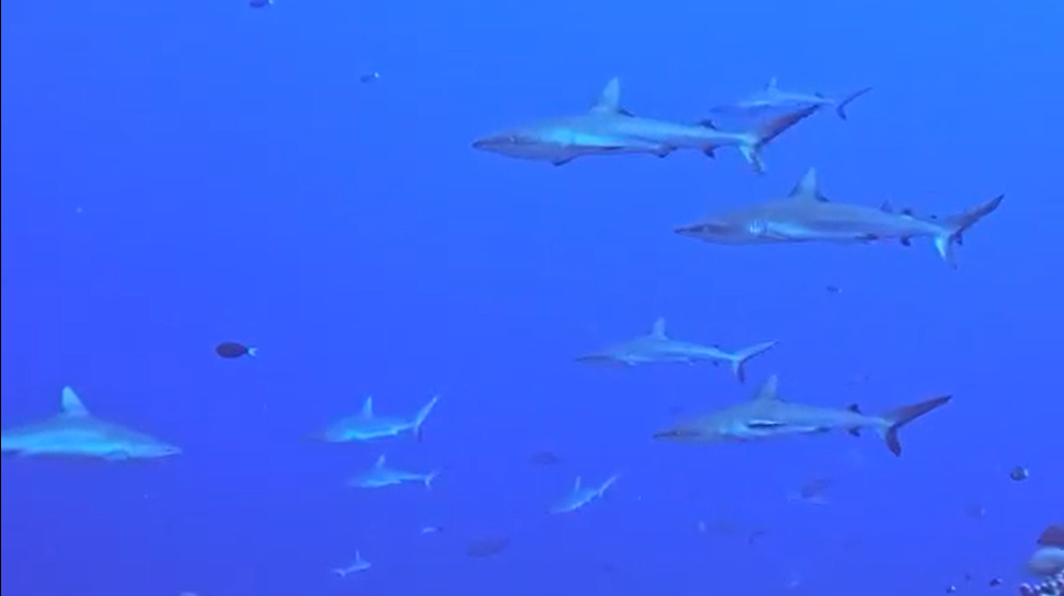 Wall of Sharks Fakarava