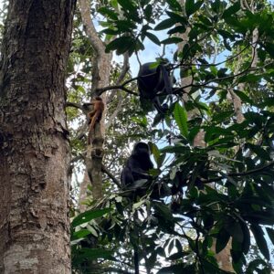 Black Monekys