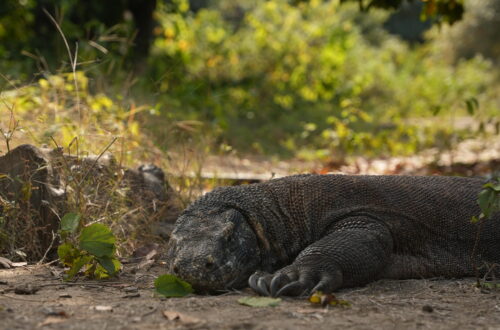 Komodowaran Nationalpark