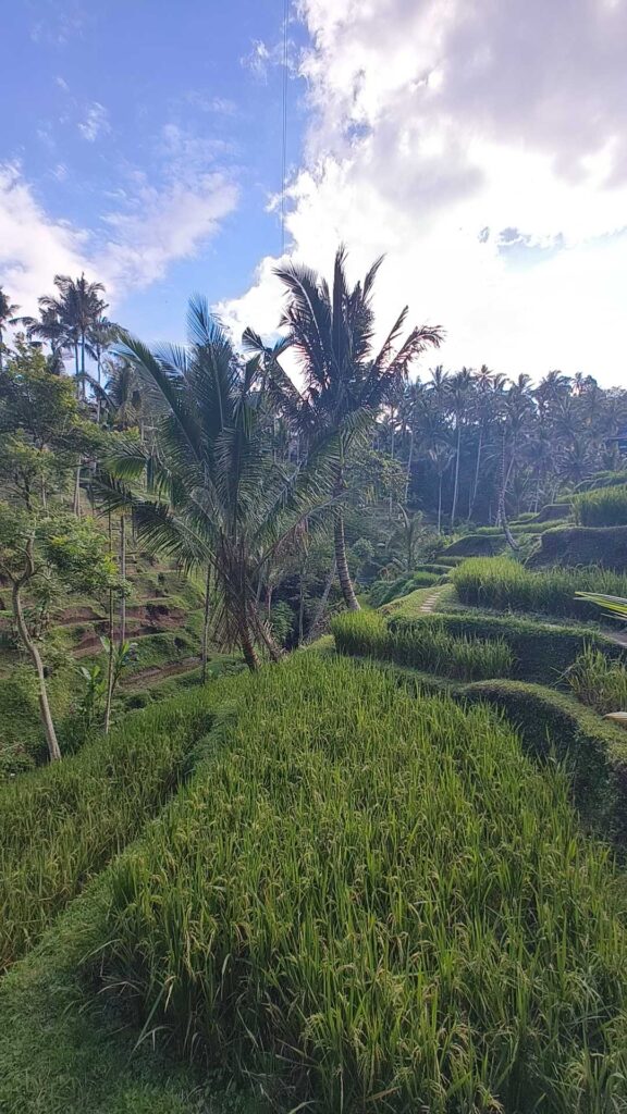 Bali Reisterrassen