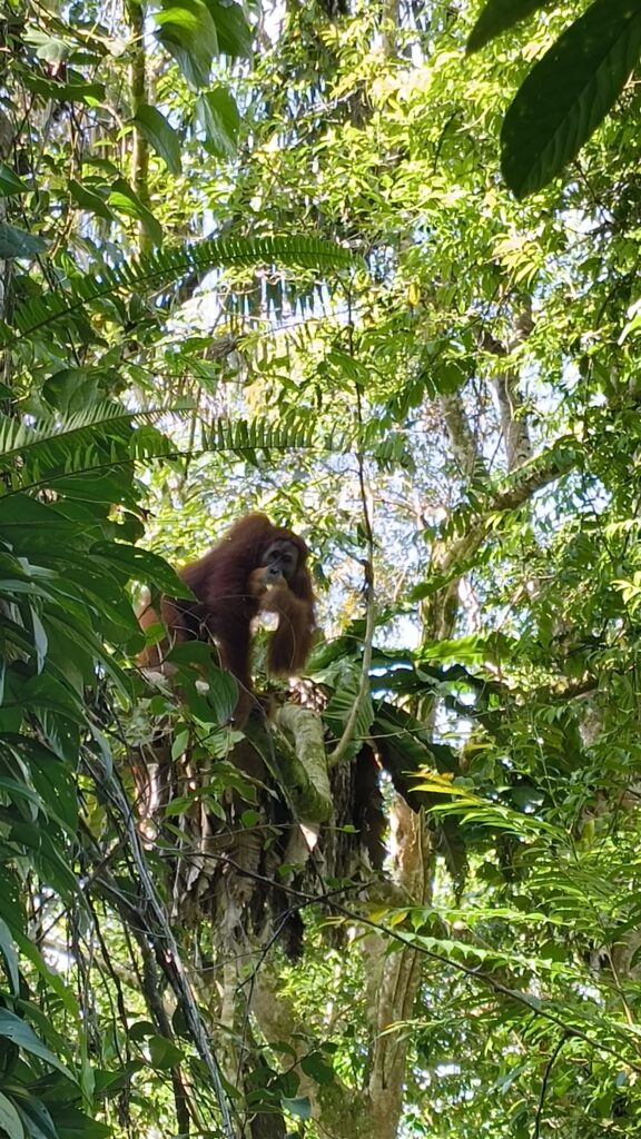 Orang-Utan Trekking