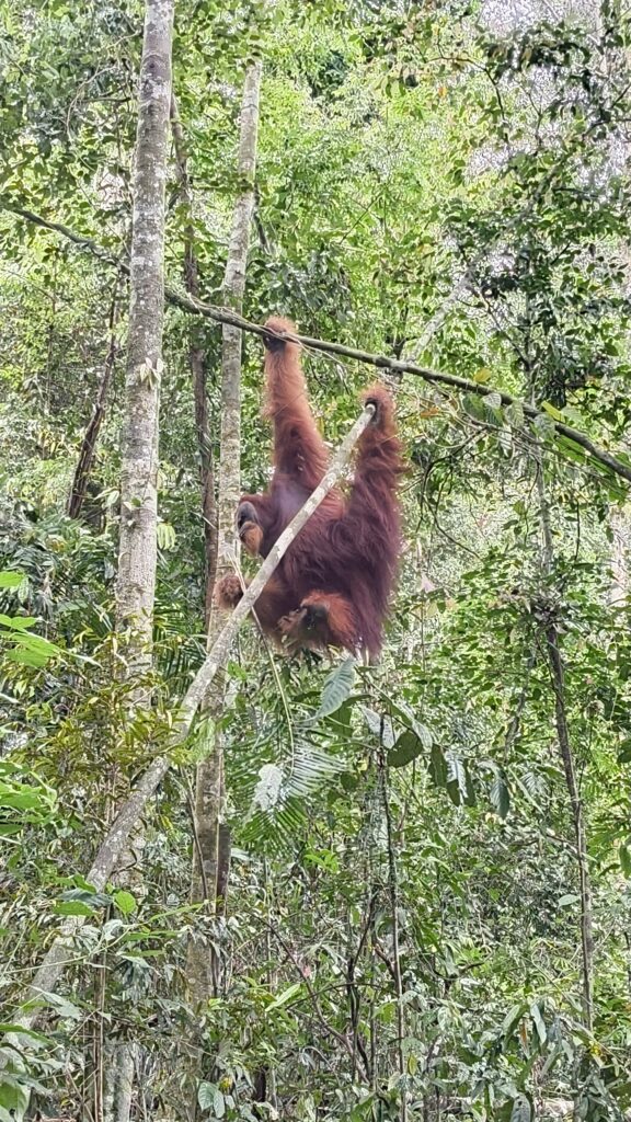 Orang-Utan Sumatra