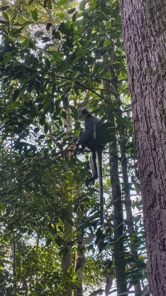 Thomas Leaf Monkey