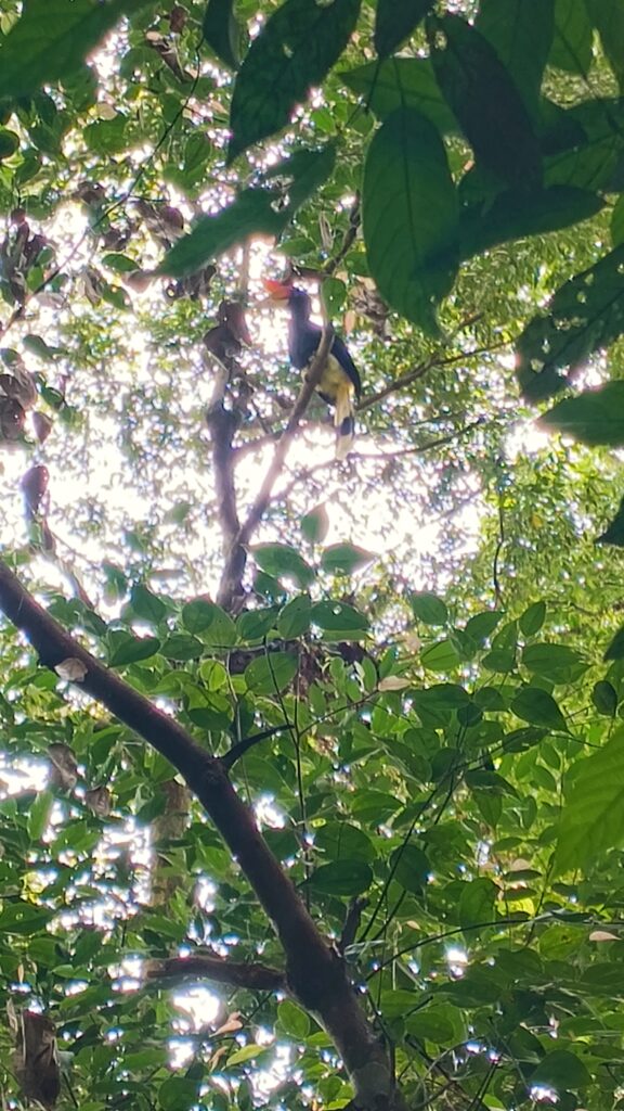 Hornbill Sumatra
