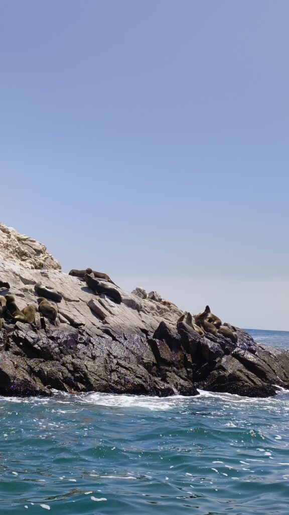 Paracas Pinguine