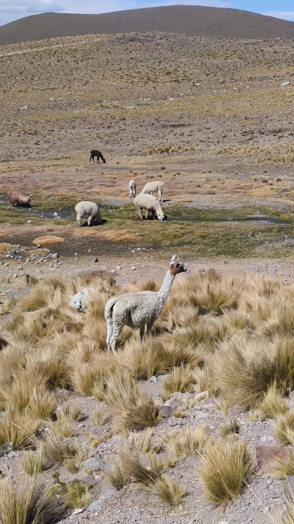 Vicunas Peru