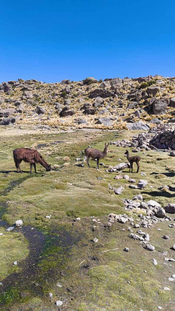Alpakas Peru