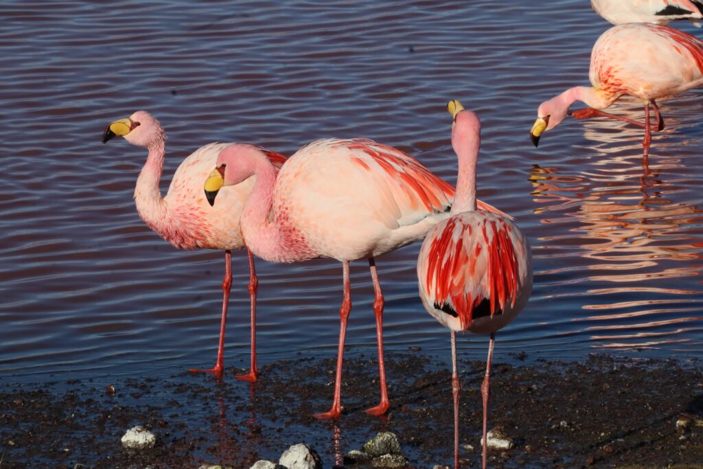 Flamingos Bolivien Lagunen