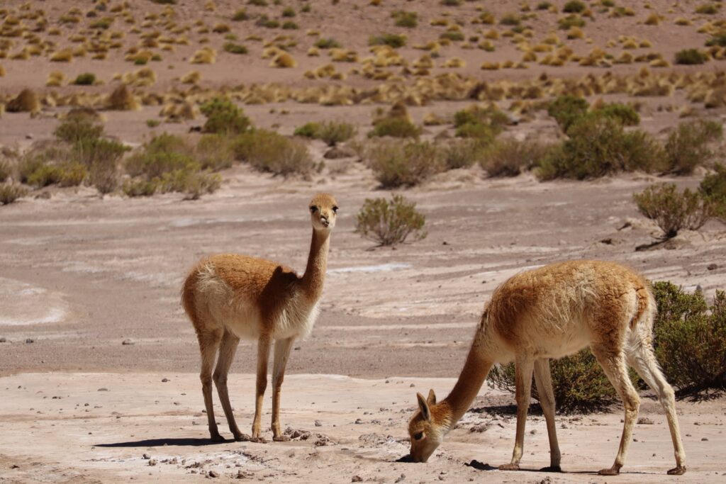 Vicunas Altiplano Bolivien