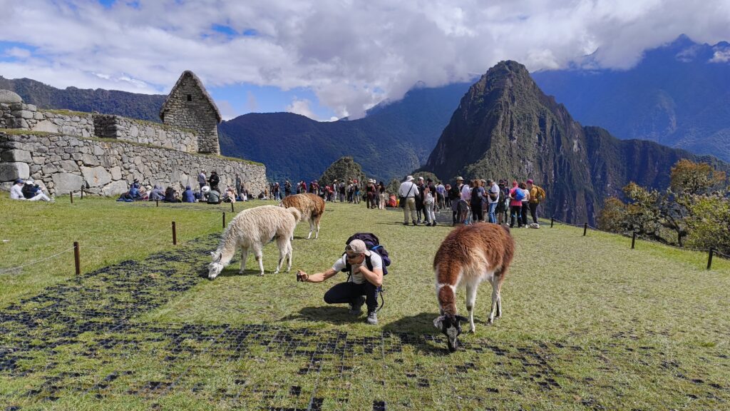 Machu Picchu Alpakas
