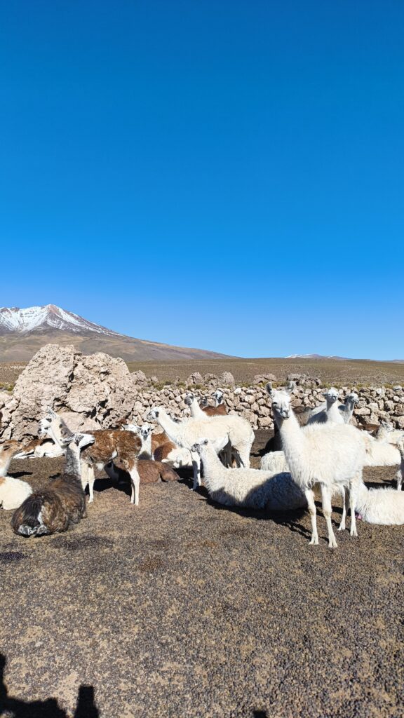 Lamaherde Altiplano Bolivien