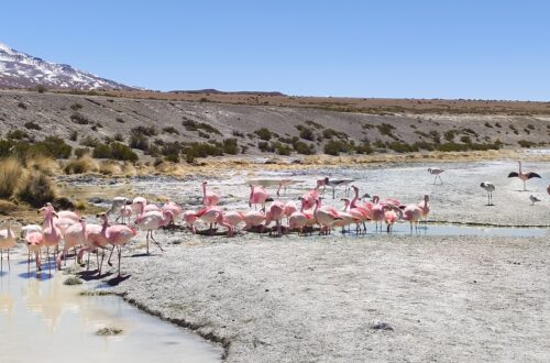 Laguna Bolivien Flamingos