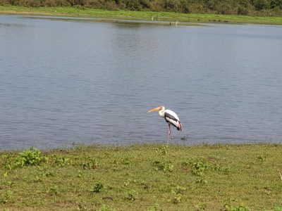 Tiere Udawalawe NAtionalpark Sri Lanka