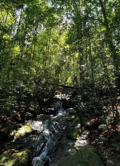 Regenwald Sri Lanka Tagestour